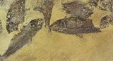 Fossil Fish (Gosiutichthys) Mass Mortality Plate - Lake Gosiute #51944-1